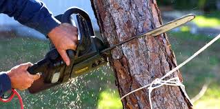 How Our Tree Care Process Works  in  Freer, TX