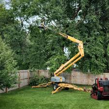 Reliable Freer, TX Tree Services Solutions