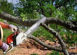 Best Tree Risk Assessment  in Freer, TX