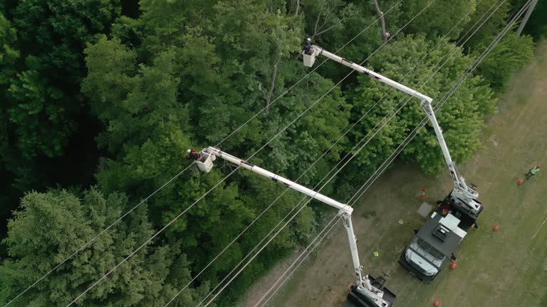 Best Utility Line Clearance  in Freer, TX