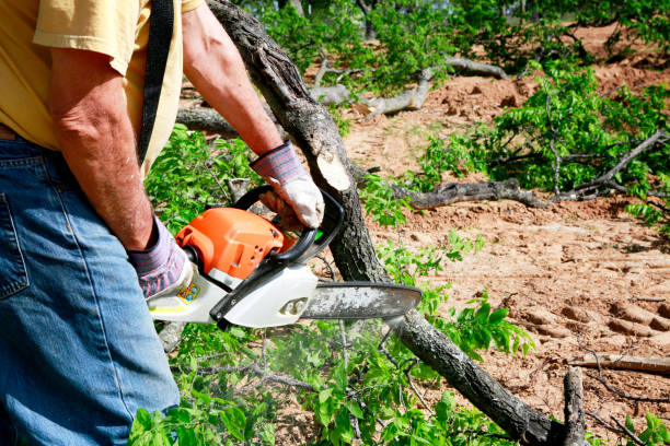 Best Tree Cabling and Bracing  in Freer, TX